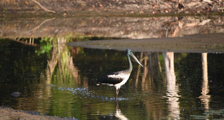 BIRDS- Australia- Close Up of a  Rare Wild Jabiru Stork