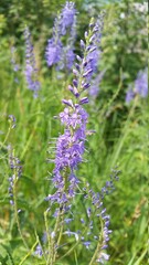 lavender flowers in the garden
