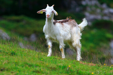 Obraz premium Bouc, chevreau et chevrette à poil long