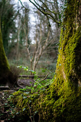 Mossy tree in the forest