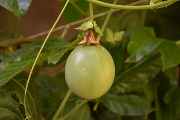 Green passion fruits (Passiflora edulis) hanging from the plant