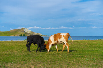 Fototapeta na wymiar Young bulls or cows play in a green glade overlooking the sea