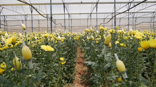 Greenhouse with yellow chrysanthemums growing in small business gardening. Organic farming. Agriculture and agribusiness. Hand sowing and crop care. Attracting workers to work on farms