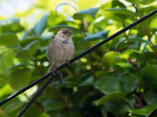 A female sparrow (passer domesticus) is perched on a metal hanger in a green leafy garden.