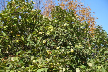 Yellow fruits in the leafage of quince in mid October