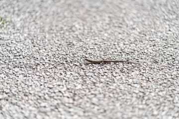 Lizard