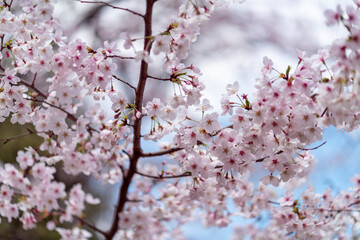 Cherry tree in full bloom