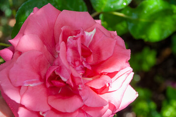 Pink roses in an English garden in the summertime