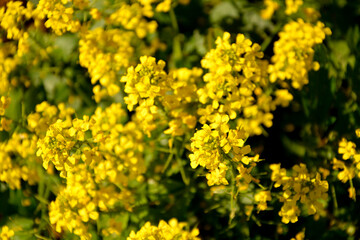 Shrub with small yellow inflorescences.