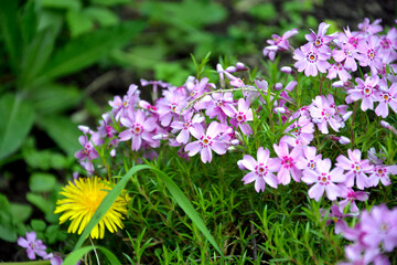 Small lilac flowers, groundcover plants for the garden.
