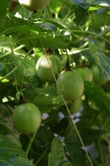 Green passion fruits (Passiflora edulis) hanging from the plant