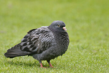 pigeon