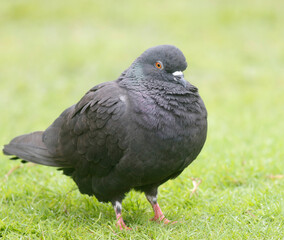 pigeon