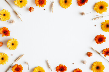 Obraz premium Jesienna kompozycja. Gerbera kwiaty, spica uszy na białym tle. Koncepcja jesień, jesień. Widok płaski, widok z góry