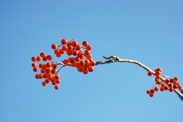 ナナカマド　素材