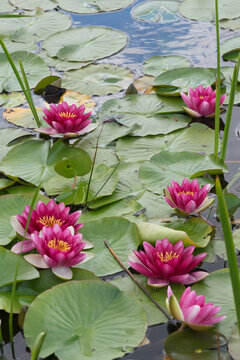 Pink waterlily, lotus and grass in the garden pond