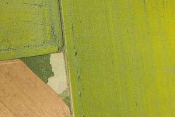 sunflower field, agriculture, view from above