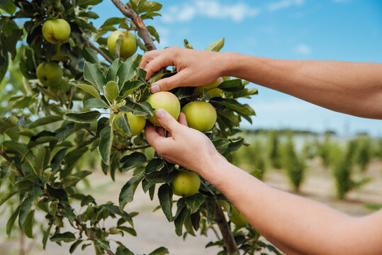 A male farmer picks apples in the garden