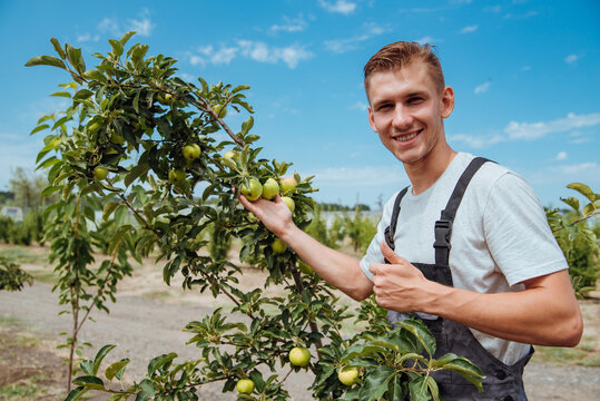 A male farmer picks apples in the garden