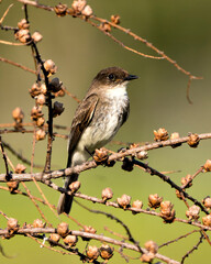 Northern Rough-winged Swallow photo stock. Image. Picture. Portrait. Close-up profile view, perched on a branch displaying brown feather plumage with a blur background in its habitat and environment, 