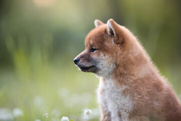 beautiful red shiba inu puppy sitting in the green grass and yellow flowers in summer. Cute japanese red dog