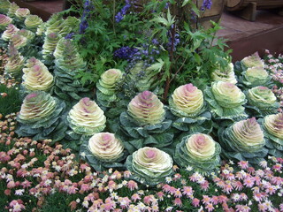 there are many colorful Cabbage together for flower arrangement