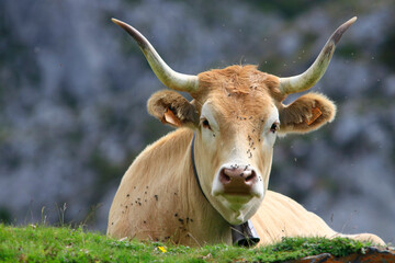 Vache en pature en montagne pyrénéenne