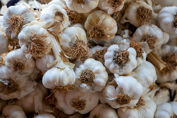Close up garlic background. Selective focus