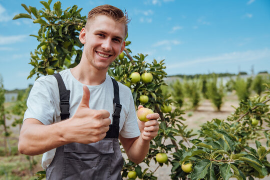 A male farmer picks apples in the garden