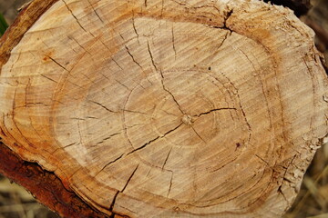 Background old tree stump in the garden closeup.