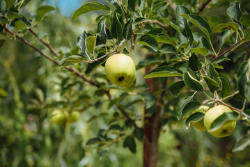 Closeup of green apples on a branch in an orchard