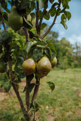 Closeup of green pears on a branch in an orchard