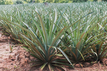 Naklejka na ściany i meble Many pineapples that have recently been planted are green.