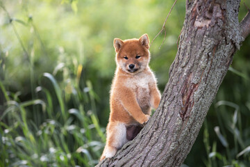 Portrait of beautiful and funny red shiba inu puppy posing on the tree in summer. Cute japanese red dog