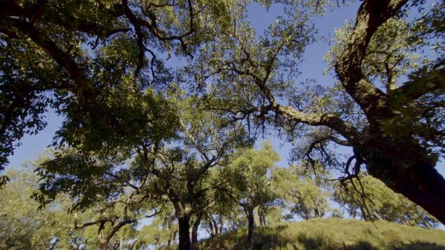 traveling on a stabilized gimbal moving showing the majesty and splendor of the Aracena field in Huelva with all kinds of trees, cork oaks, rosemary and others during a beautiful morning blue skies
