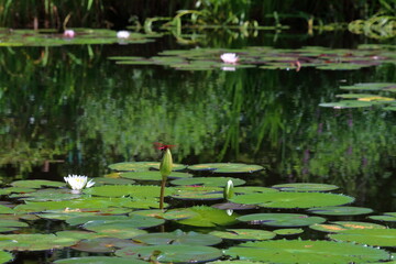 赤とんぼ　睡蓮の蕾で一休み（高知県）