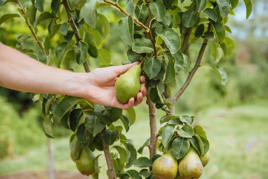 A male farmer picks pears in the garden