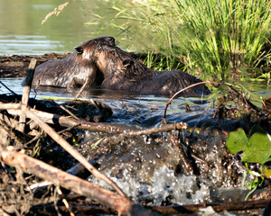 Beaver Stock Photos.  Image. Picture. Portrait. Building dam. Beaver wet fur. Muddy beaver. Working beaver.
