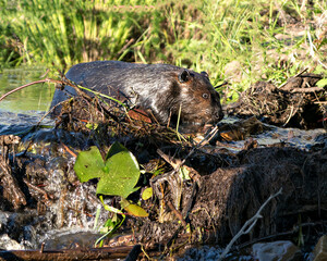 Beaver Stock Photos.  Image. Picture. Portrait. Building dam. Beaver wet fur. Muddy beaver. Working beaver. Foliage background.