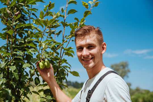 A male farmer picks pears in the garden