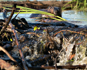 Beaver Stock Photos.  Image. Picture. Portrait. Building dam. Beaver wet fur. Muddy beaver. Working beaver. Running water.
