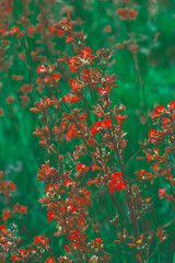 The saturated red small flowers were shot close-up among green meadow. The color inversion is...