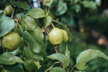 The pear grows on  tree in the garden. Autumn harvest