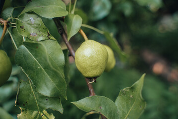 The pear grows on  tree in the garden. Autumn harvest