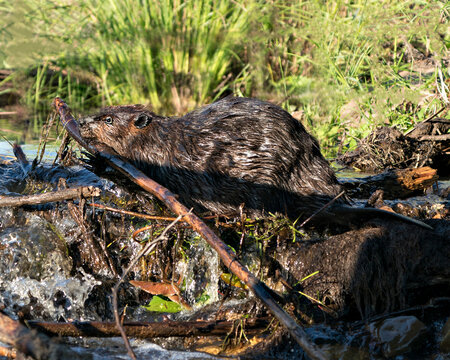 Beaver Stock Photos.  Image. Picture. Portrait. Building dam. Beaver wet fur. Muddy beaver. Beaver tail. Working beaver.