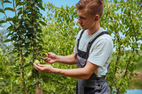 A male farmer picks pears in the garden