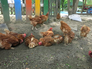 hen and chickens are taking a break in the sandpit