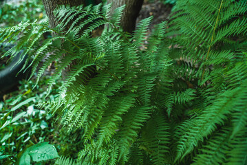 Fern close-up. Green plant in the forest