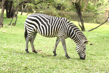 Fototapeta na wymiar Zebra herd isolated grazing in a green grass meadow near the zambezi river, Zambia, Africa.