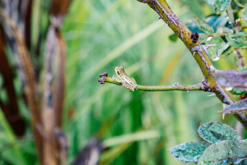 a baby frog is hiding in a tree